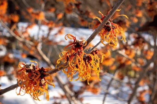rust-colored witch hazel flowers