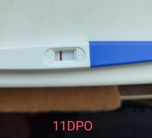 Negatívny test 10 dní po ovulácii - Modrý koník