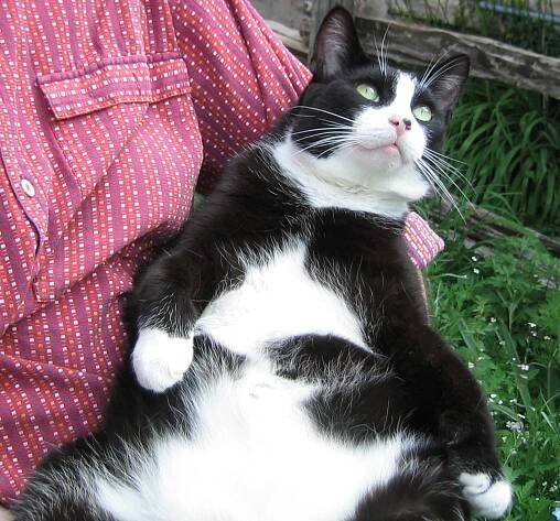 tuxedo cat being held in gardens