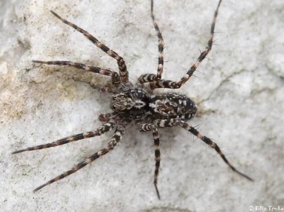 Acantholycosa norvegica - slíďák ostnonohý | Lycosidae - slíďákovití | Natura Bohemica