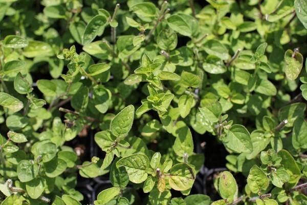 Oregano (Dobromysl) obecné 'Margeritha'