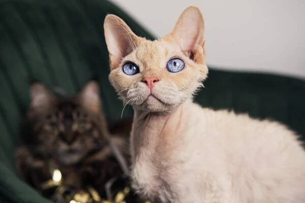 Kočka Mazlíček Devon Rex - Fotografie zdarma na Pixabay