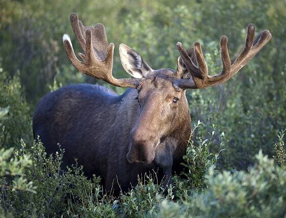 Research indicates that wolves might help moose avoid acquiring a deadly deer parasite - Rocky Mountain Wolf Project