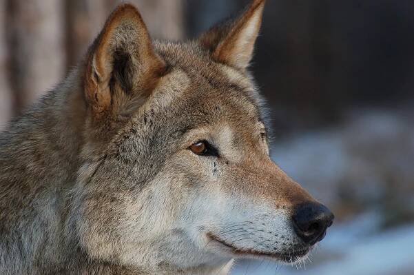 Wolves - Facts or Fables? - The Literacy Garden