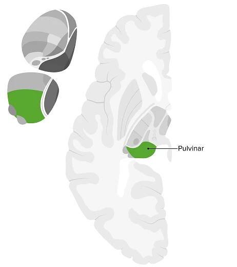 Pulvinar nucleus of thalamus