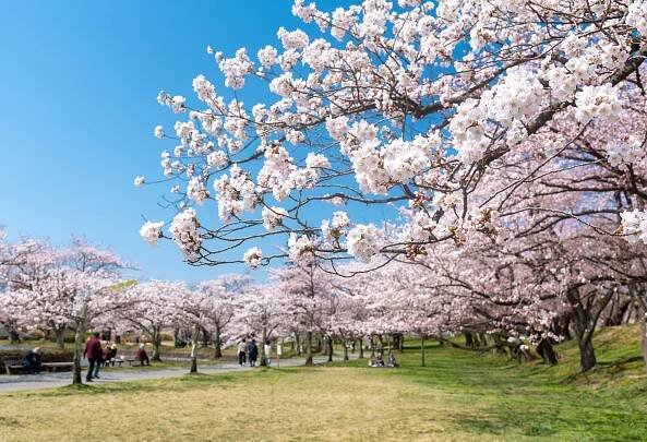 Tsuruoka’s major cherry blossoms spots – Tsuruoka City Official Tourism Information Website