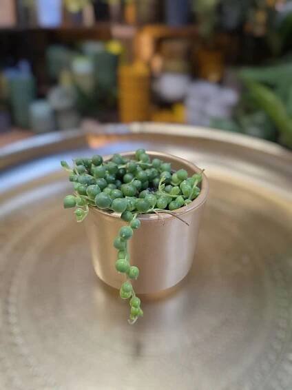 Senecio Rowleyanus mini