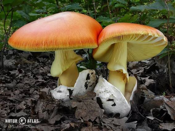 muchomůrka císařka (Amanita caesarea)
