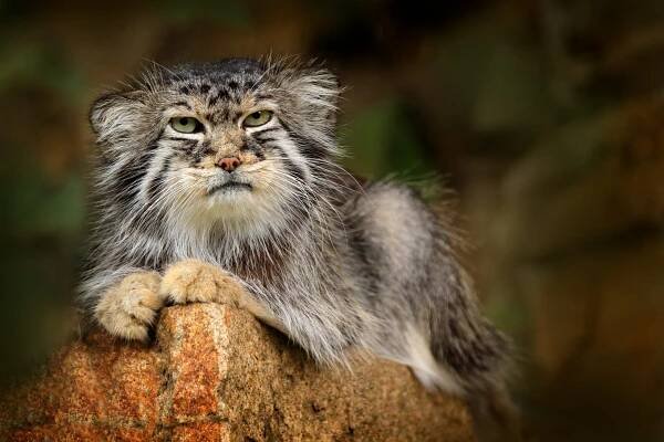Pallas cat stock fotografie, royalty free obrázky