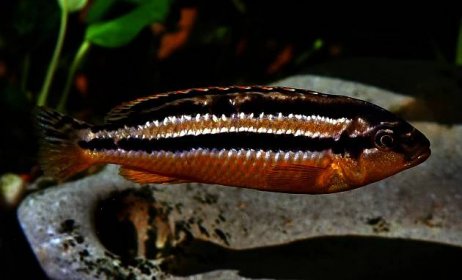 Samice Mbuna zlatého (Melanochromis auratus)