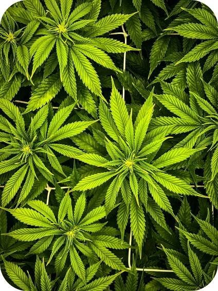 Co je THC-V?