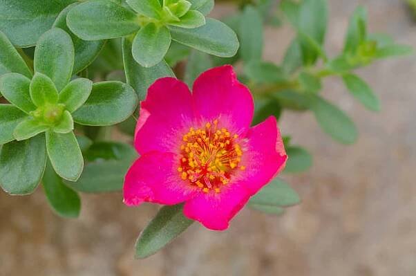 portulaca květina - common purslane - stock snímky, obrázky a fotky