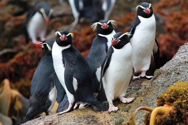 Crested Penguins (c)Andrew Marshall - NeposlušnéTlapky