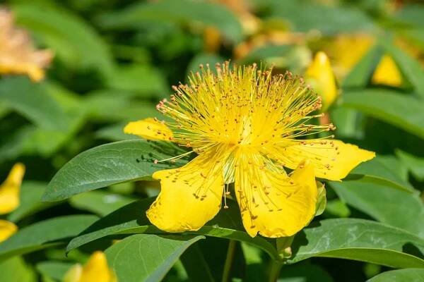 26 Facts About St. John’s Wort