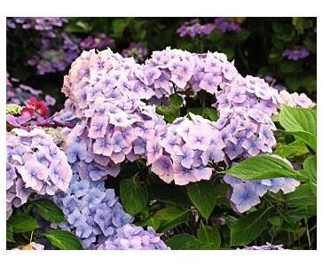 Hydrangea macrophylla ́Holstein ́ Hortenzie velkolistá ́Holstein ́