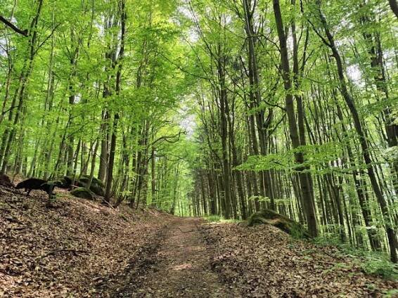 Velký Mehelník, PP Písecké hory