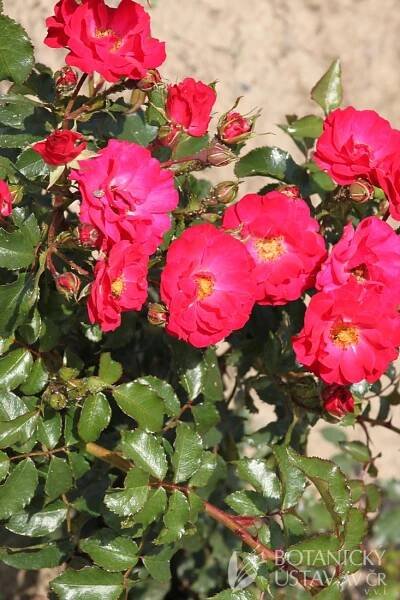 Rosa Rotilia | HORTIFOTO | Autoři | iBotky.cz