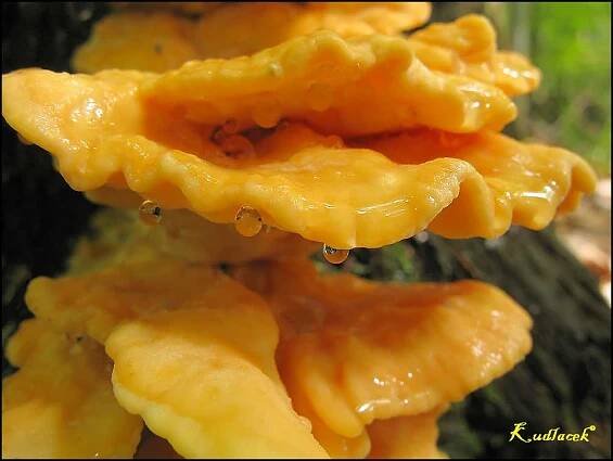 Sírovec žlutooranžový - Laetiporus sulphureus - Kudluv fotoatlas hub