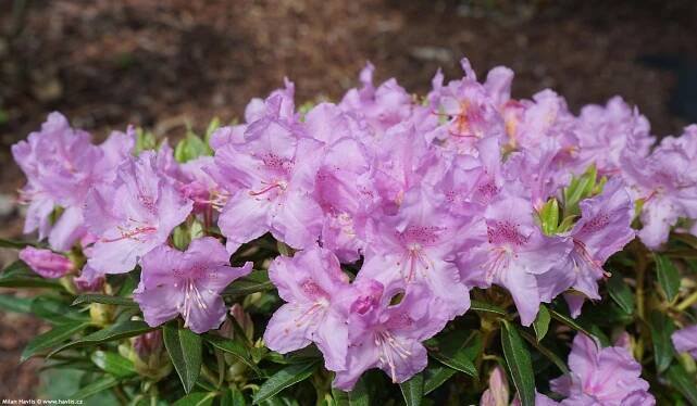 Rhododendron, Pěnišník Robert Seleger, růžový
