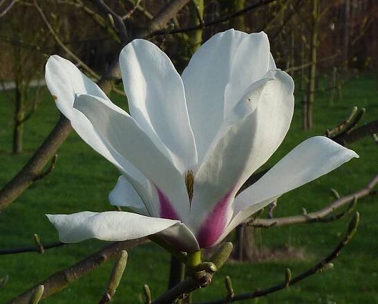 Magnolia amoena