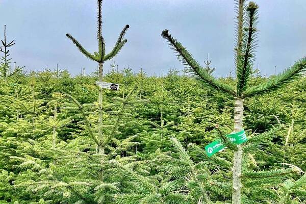 Prodej vánočních stromků na plantáži Stromečkárna, Baška, 2. 12. 2022