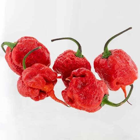 Purple Death Pepper Seeds