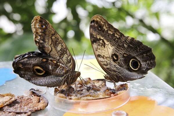Exotičtí krasavci v Praze: Motýli se v botanické zahradě líhnou přímo před zraky lidí