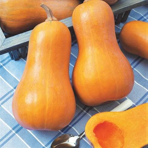 Díky sladké chuti připomínající lískové oříšky je ideální dýně máslová, kterou poznáme podle hruškovitého tvaru.