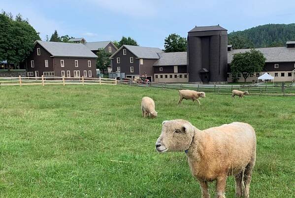 sheep at billings farm