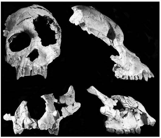 (Upper) Frontal and profile views of Proconsul heseloni cranium. (Photograph © National Museums of Kenya.) (Lower) Frontal and profile views of Proconsul nyanzae part face. (Photograph © National Museums of Kenya) 