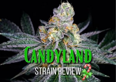 Candyland Strain Review & Growing Guide