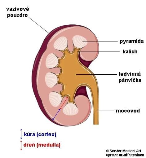 Ledvina - obecné informace | Medicína, nemoci, studium na 1. LF UK