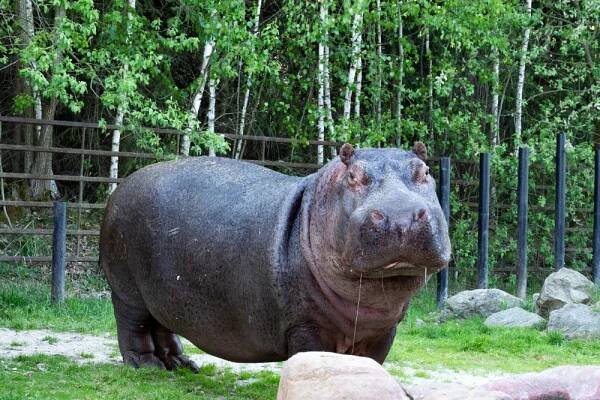ZOO Dvorec