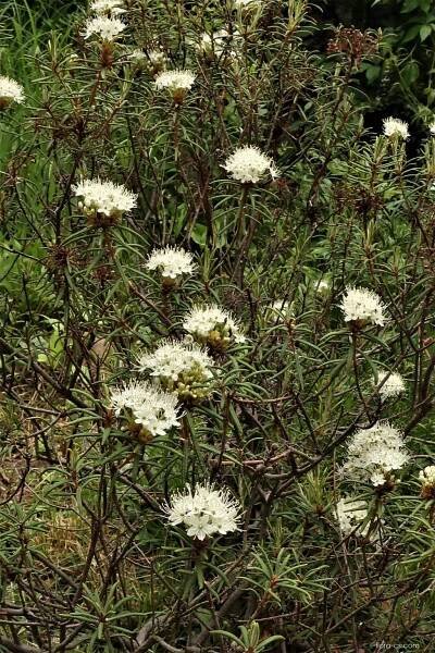 Rojovník bahenní (Rhododendron tomentosum)
