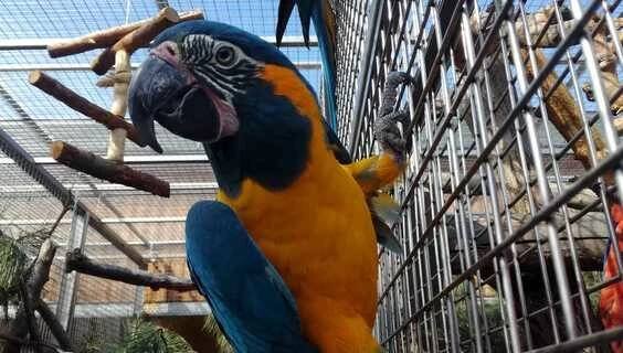 Papouščí zoologická zahrada | Zoologické a botanické zahrady Bošovice | NaVylet.cz