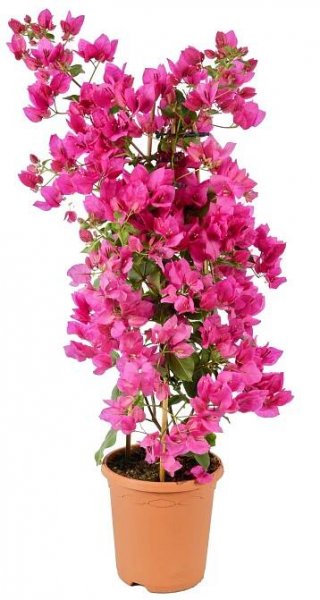 Bugenvilea pr. květináče cca 19 cm
