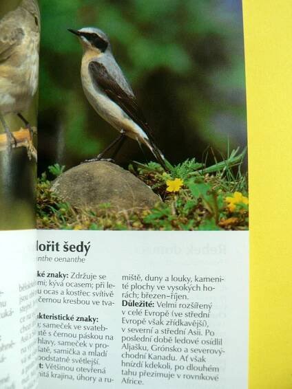 Zpěvní ptáci v lesích, parcích a zahradách Rehek Stehlík Zvonek (2000) | Aukro