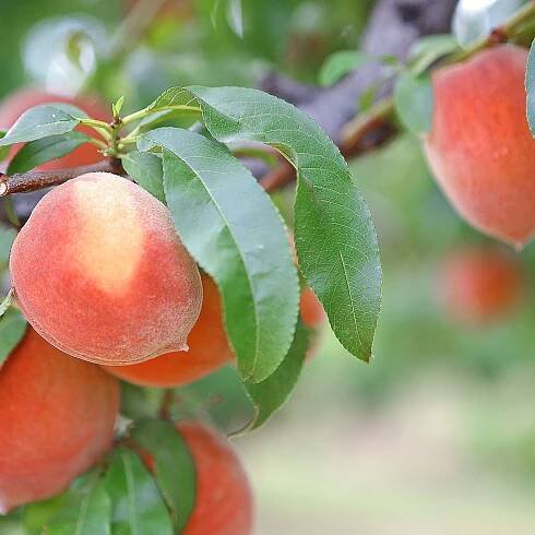 Got Fruit? Here’s the Best Time of Year To Prune Your Fruit Trees!