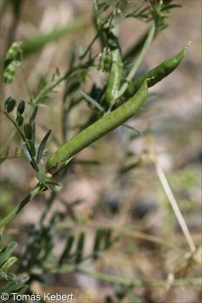 Vicia sativa agg. – okruh vikve seté • Pladias: Databáze české flóry a vegetace