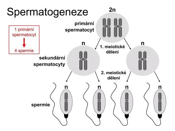 Spermatogeneze 1 primární spermatocyt 4 spermie n n 1. meiotické dělení 2. meiotické dělení n n primární spermatocyt sekundární spermatocyty spermie n n 2n 