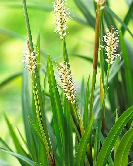 Ostrica japonská - Carex morrowii ́Irish Green ́ - 15/20cm