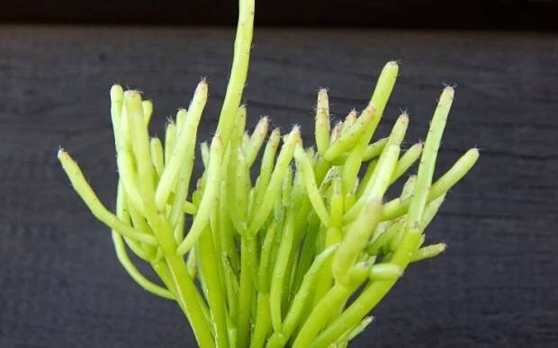 Rhipsalis cassutha