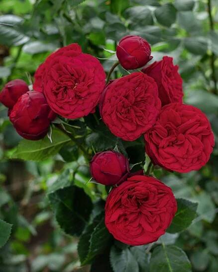 Event Flowers Wholesale - Bunch of Red Piano garden red roses with deep, bold petals.