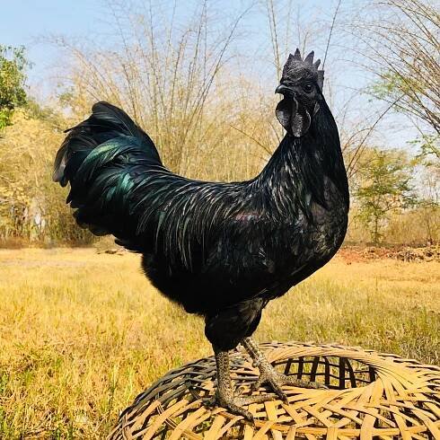 Cemanská slepice (Gallus gallus f. domestica „Ayam Cemani“) – benze11 / Shutterstock