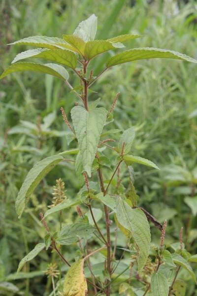 Acalypha australis