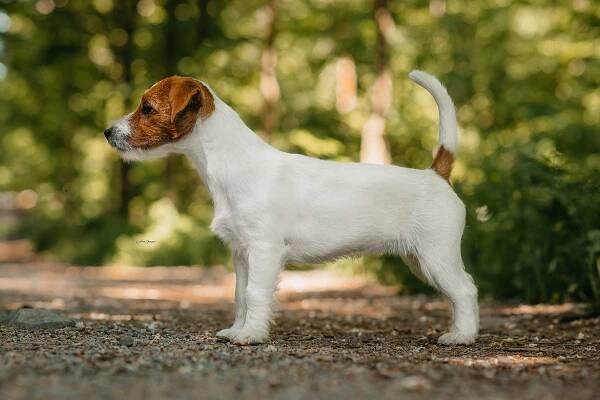 BOW – WOW OD HADÍHO POTOKA – Jack Russell teriér od Hadího potoka