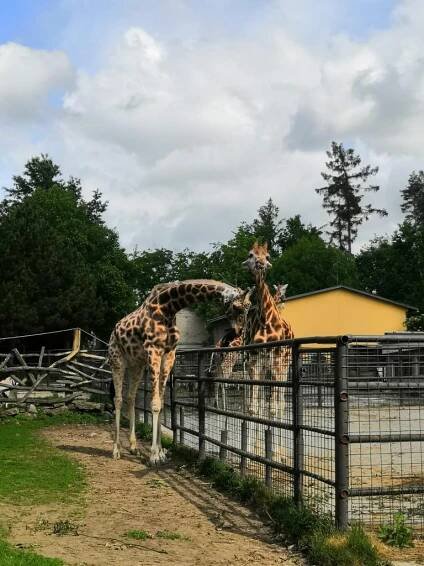 Zajíčci a Včeličky - Na výletě v ZOO Olomouc - Oficiální stránky ZŠ a MŠ Vřesovice