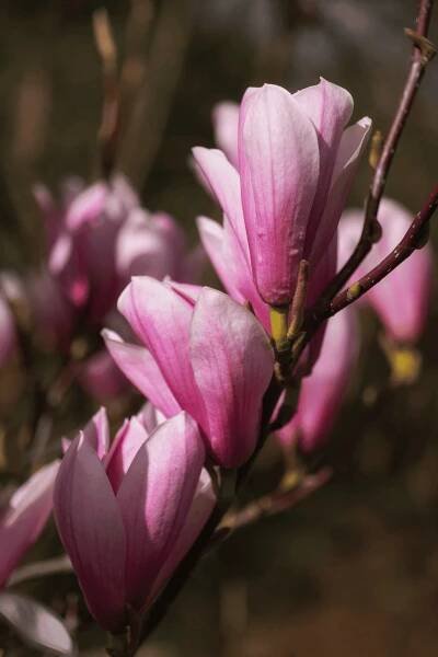 Galaxy Magnolia