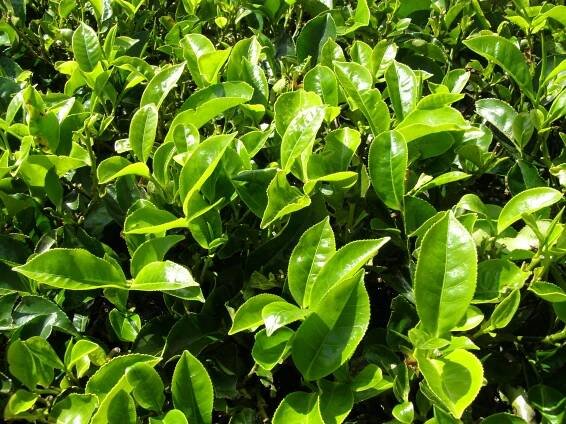 Obrázek - Camellia sinensis (čajovník čínský) | BioLib.cz