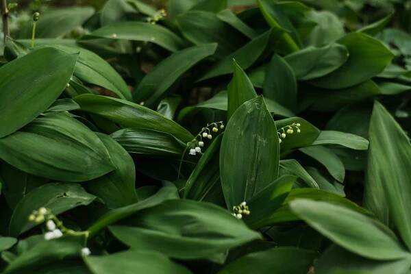 Základová fotografie na téma bílé květy, botanický, bujný, bylinný, čerstvý, convallaria majalis, dešťové kapky, detail